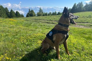 Ce chien a retrouvé la personne disparue